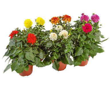 DALIA