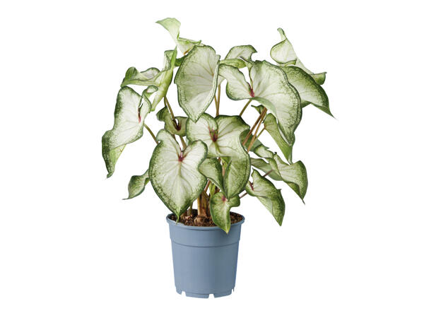 Caladium-Mix Urban Jungle