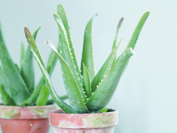 Aloe vera