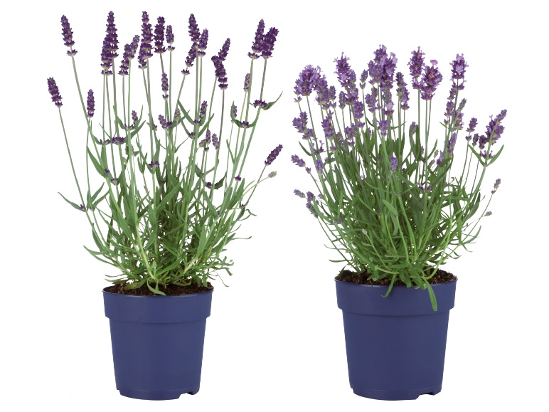 Lavendel angustiflora