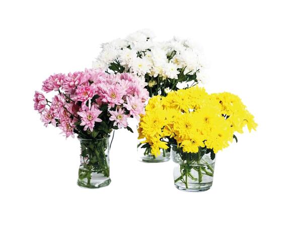 Chrysanthemums