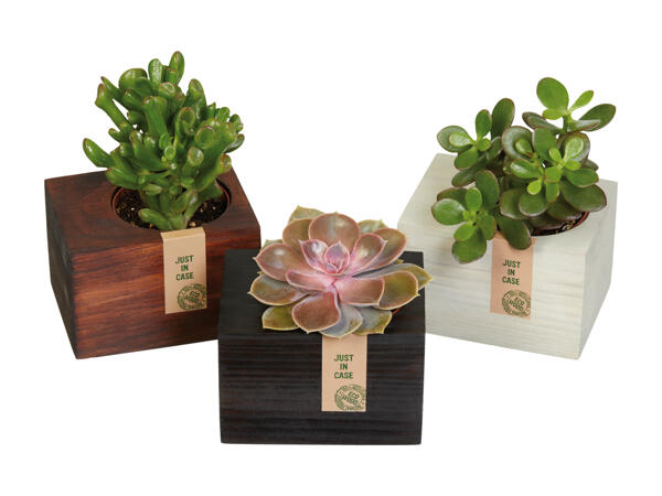 Succulentes dans un pot en bois