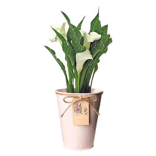 Calla Lily in Watering Can