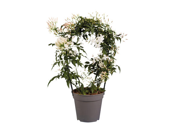 Jasmine & Stephanotis