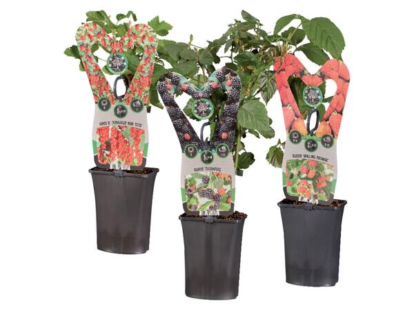 Berry plants