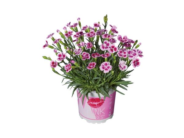Dianthus Pink Kisses