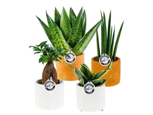 "Easy care" Green Plants