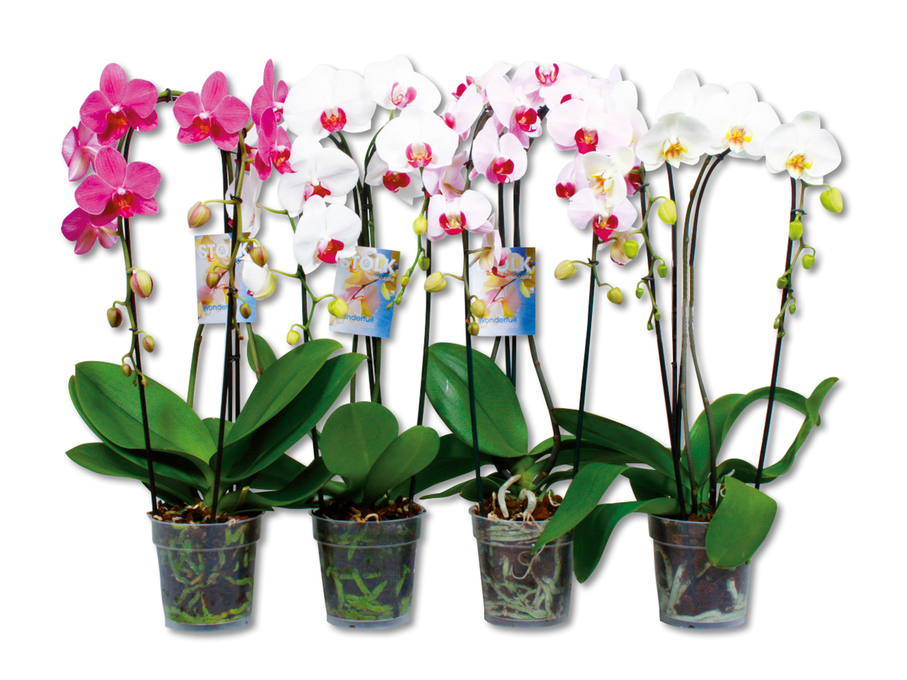 Phalaenopsis Cascade-mix