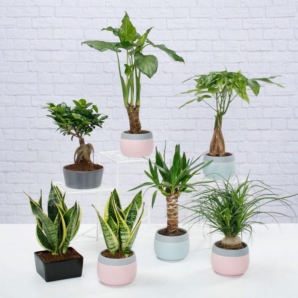 Grønne planter i potte
