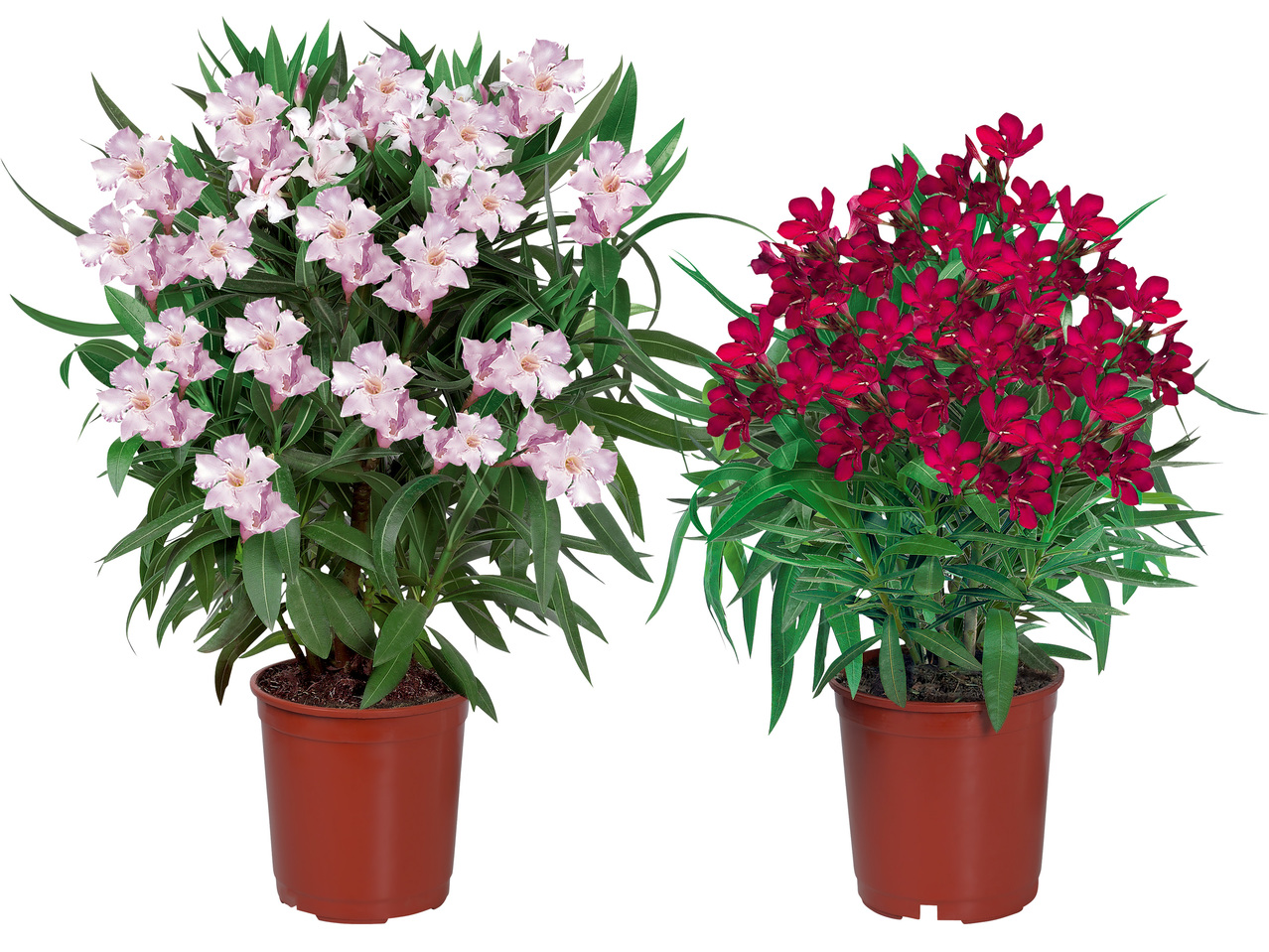 Oleander