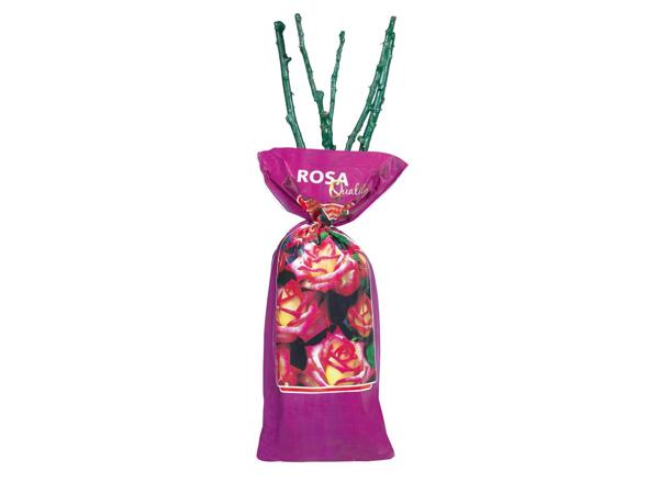 Garden Roses