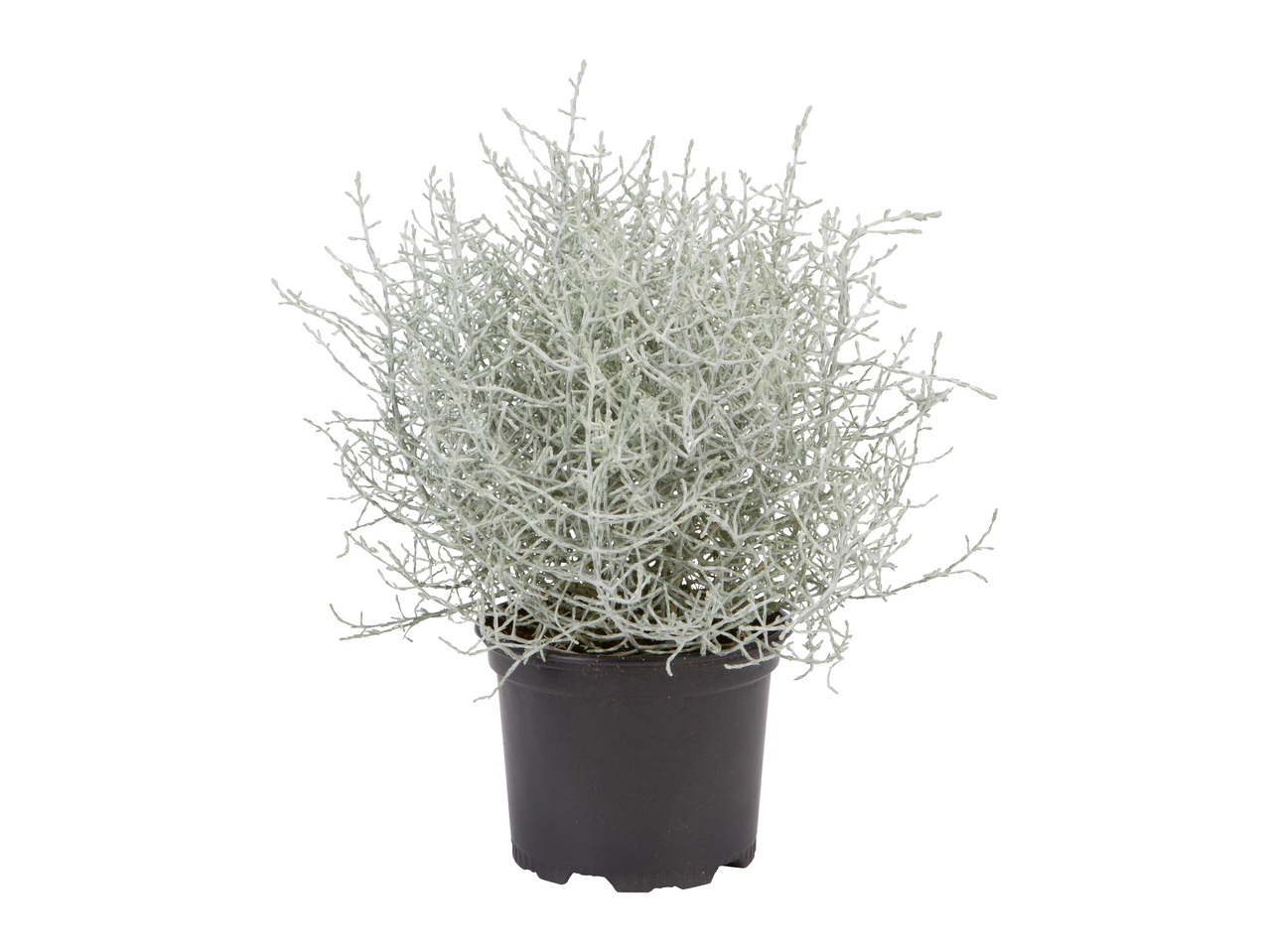 Plante fil de fer