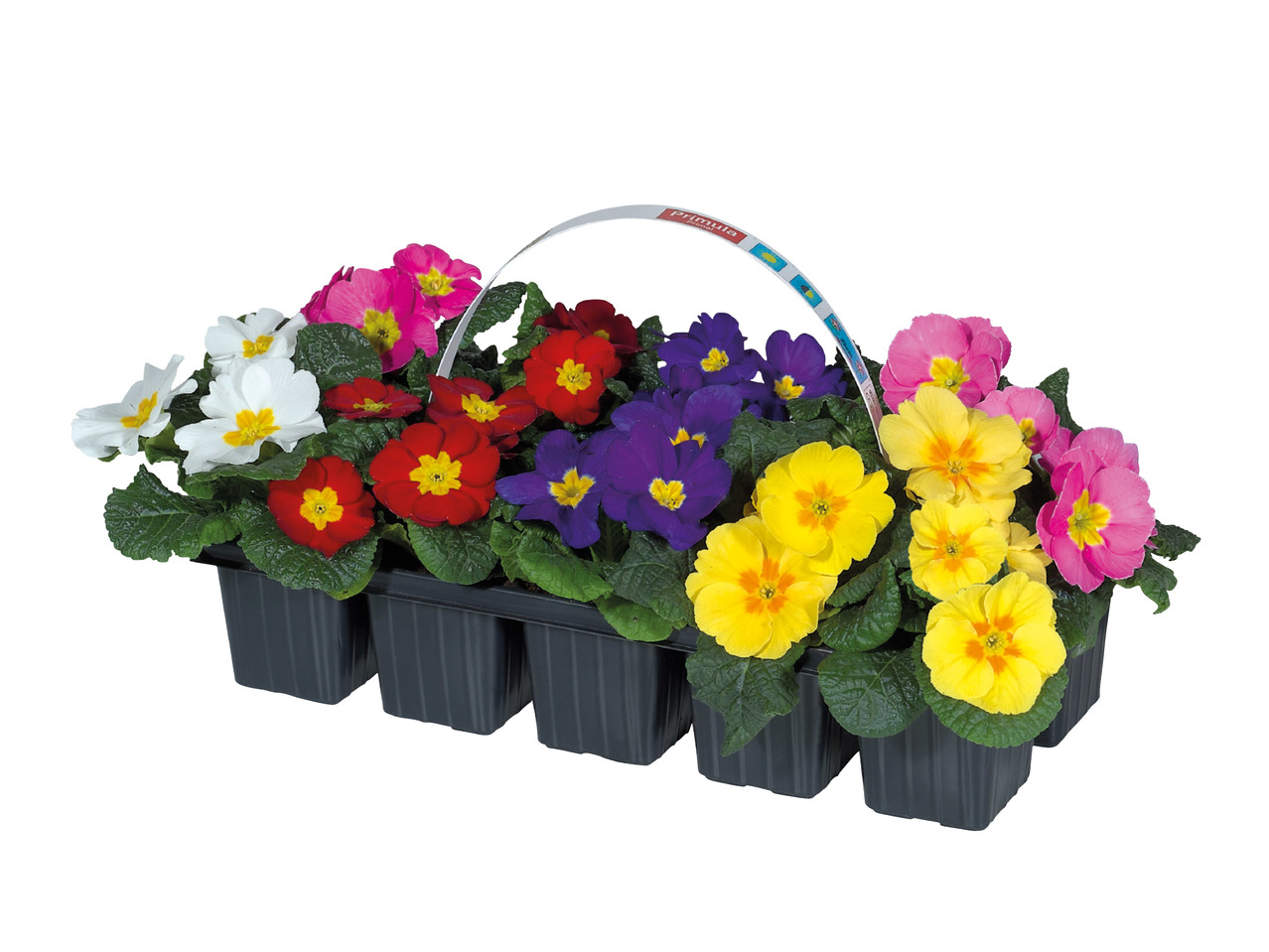 Primroses1