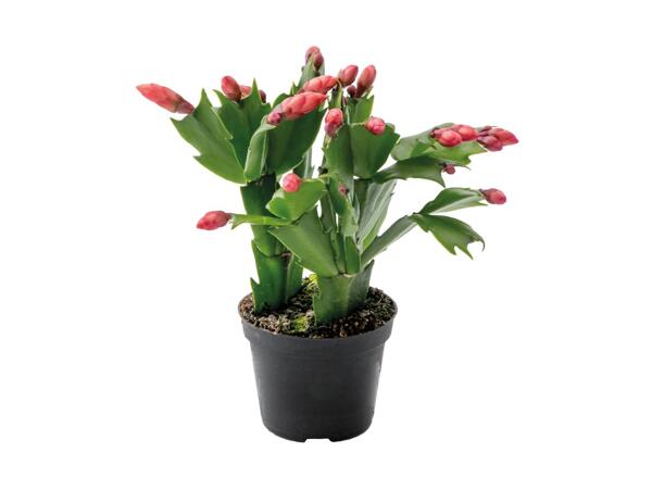 Schlumbergera