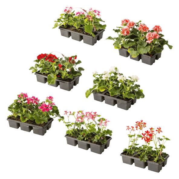 Geraniums, 6 st.