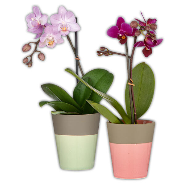 Mini Orchidee "Phalaenopsis"