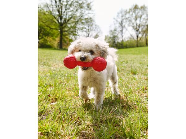 Dog Throwing Toy