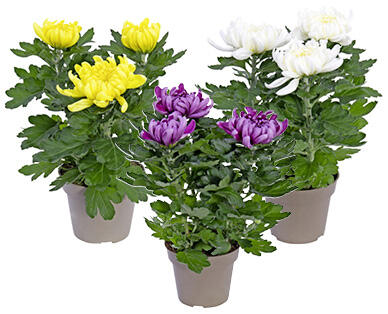 CHRYSANTHÈMES AVEC 3 FLEURS