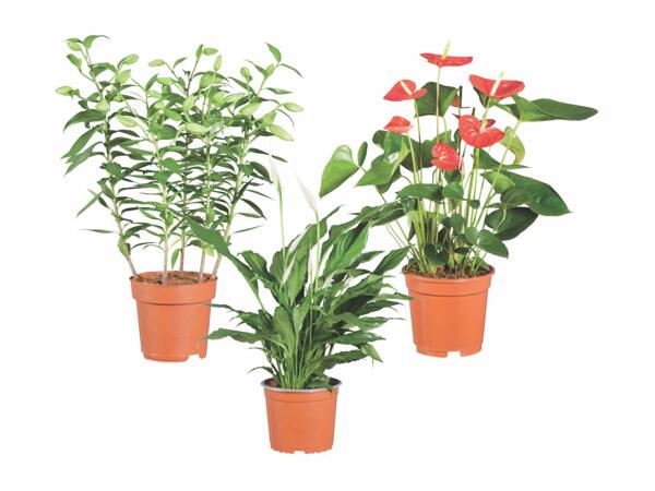 Flowering Plants