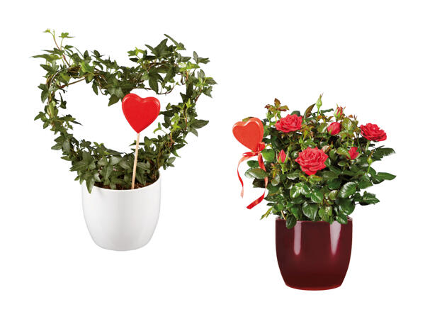 Anthurium avec hedera formée en cœur, en pot