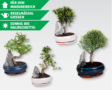 Bonsai-Mix