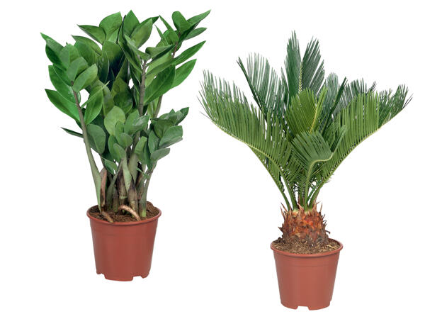 Exklusive Palme