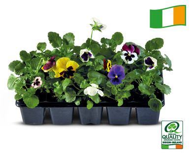 Irish Grown 10 pack Bedding Plants