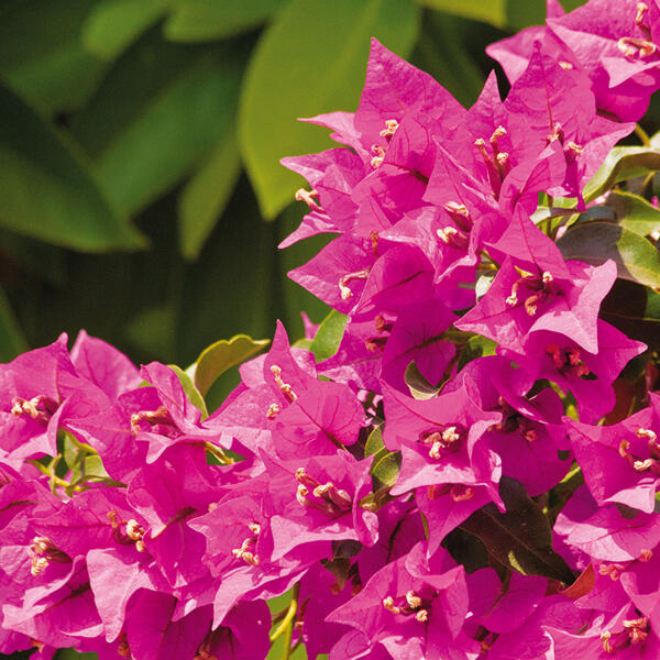 Bougainvillea "Vera Deep Purple"