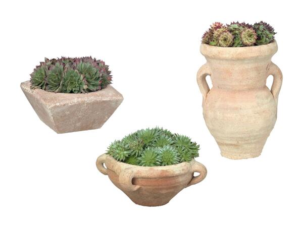 Succulente dans un pot en grès