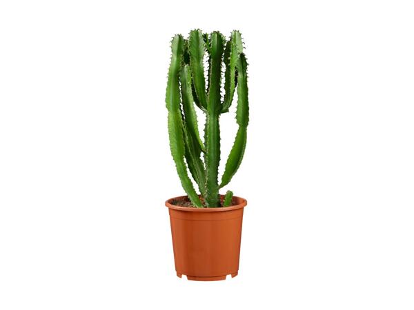 Giant Cactus Mix