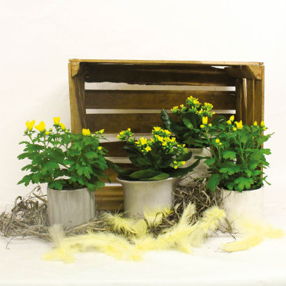 Forårsblomster