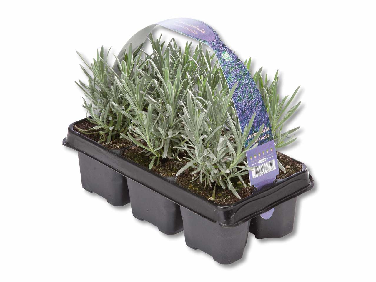Lavendel angustifolia