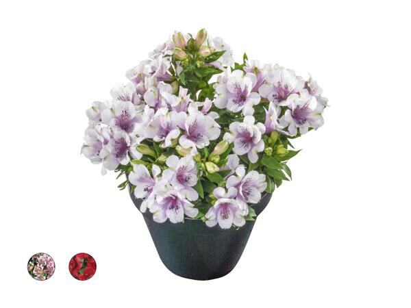 Alstroemeria