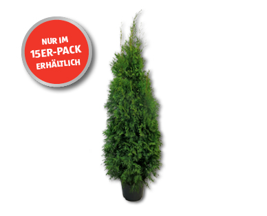 Thuja Smaragd
