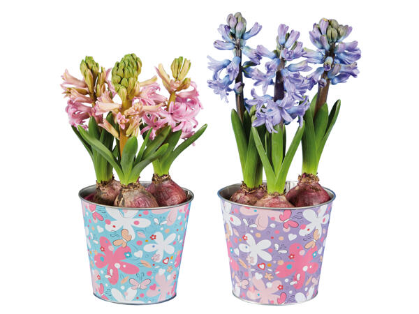 Blumenzwiebel im Frühlings-Zinktopf