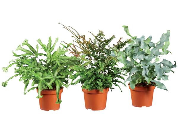Climbing Plants and Ferns