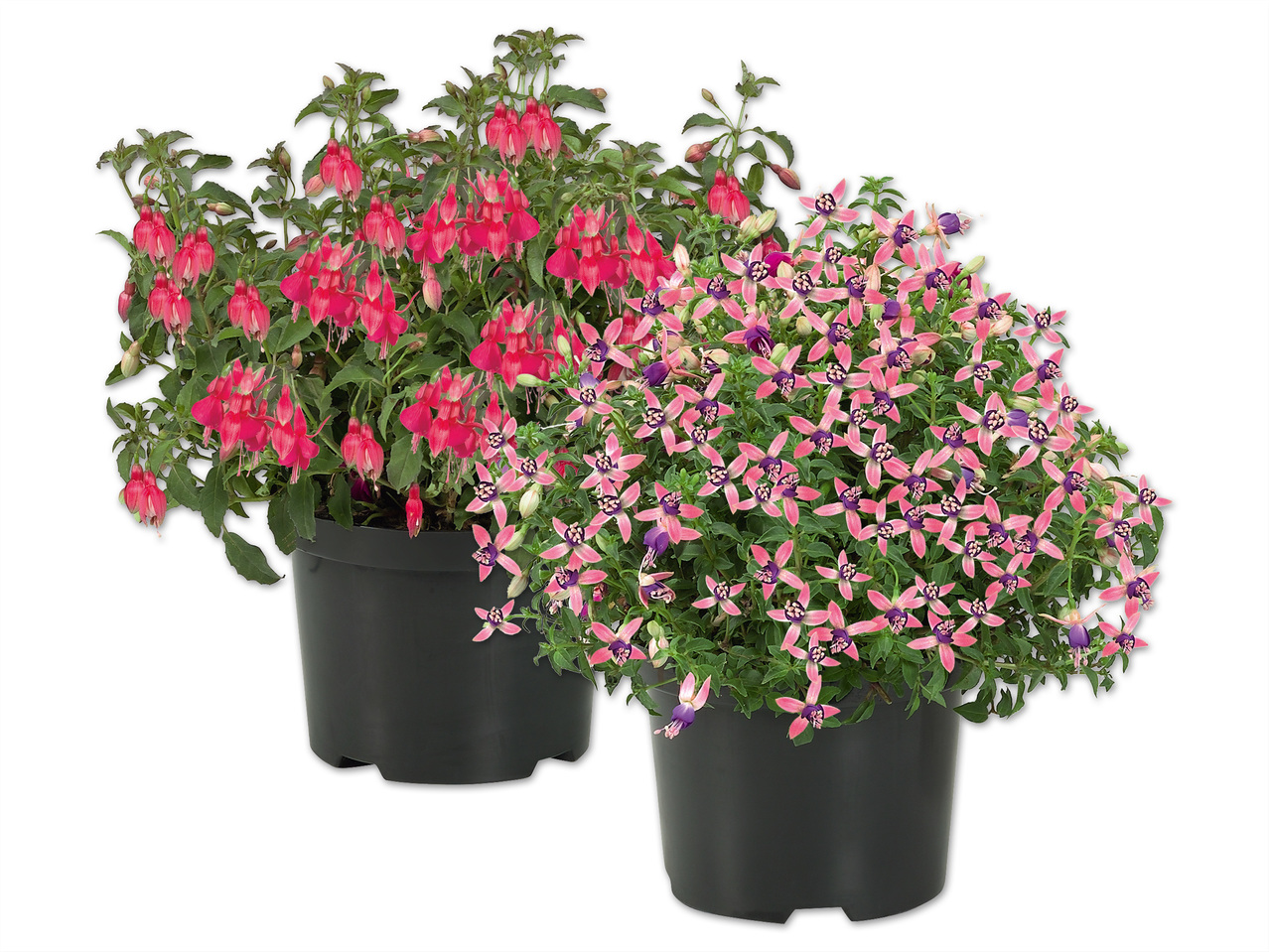 Fuchsie