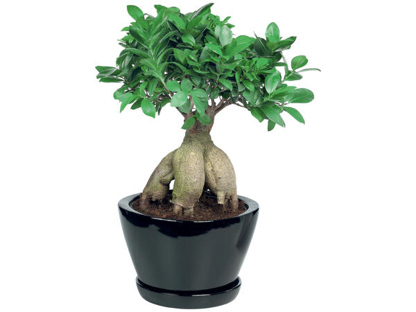 Bonsai Ficus Ginseng