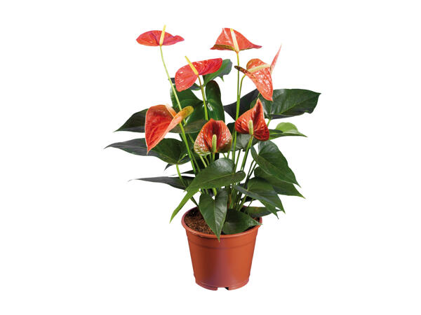 Calathea, Calla, Anthurium