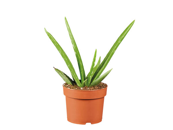 Aloe Vera