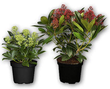 Skimmia