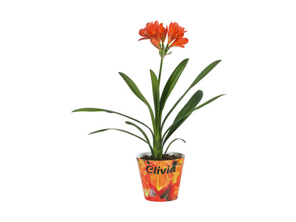 Clivia miniata