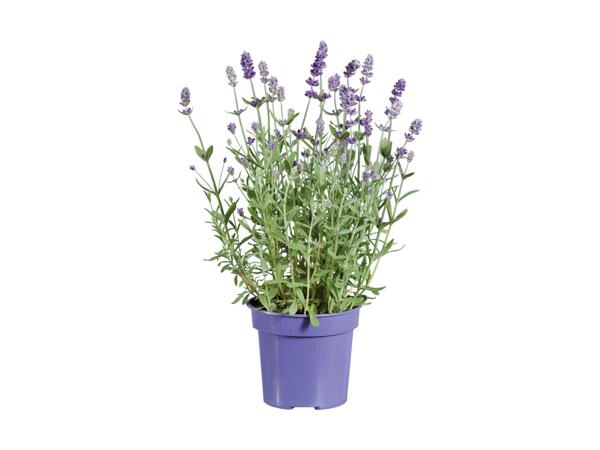 Lavande angustifolia "Ardèche"