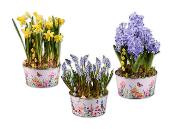 Zinkschale mit Frühlingsblumen