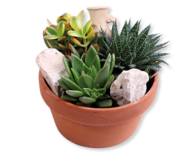 Arrangement de plantes succulentes GARDENLINE(R)
