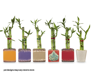 Lucky Bamboo 100mm