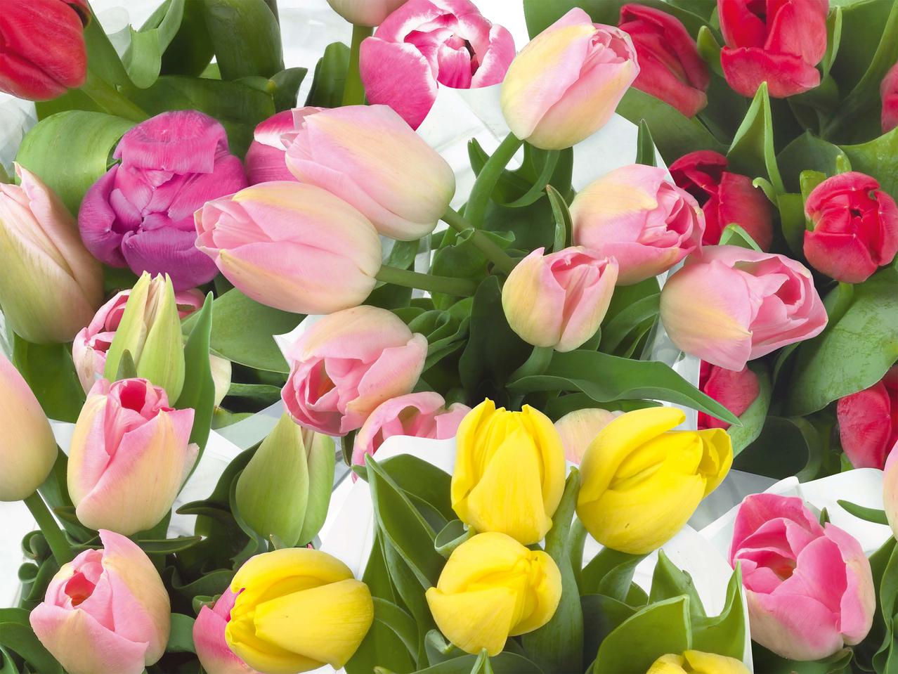 Tulipes