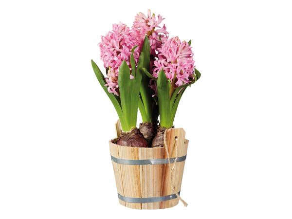 Bulbs