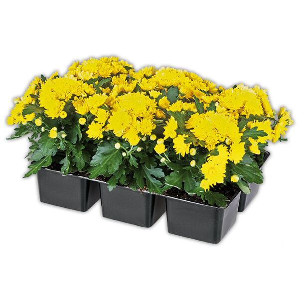 Chrysanthemen