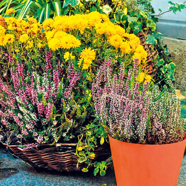 Heidegarten Mix